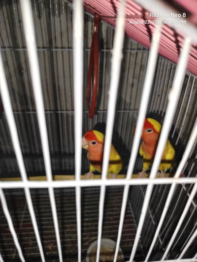Lutino Red Eyes Breader pair (0321/808/1471)
