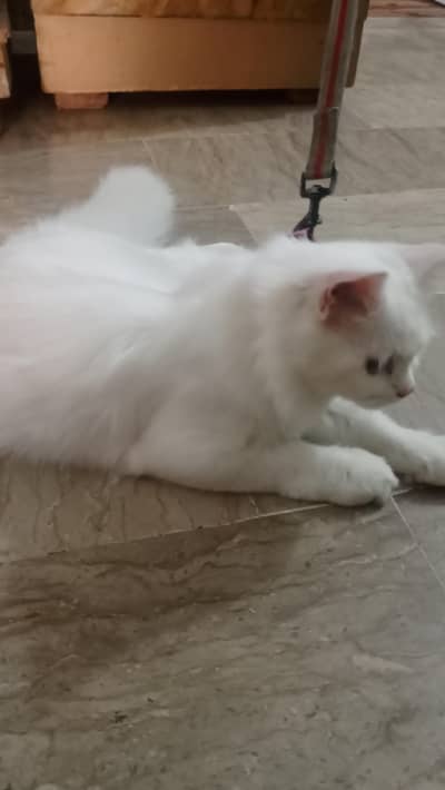 Persian doll face cat