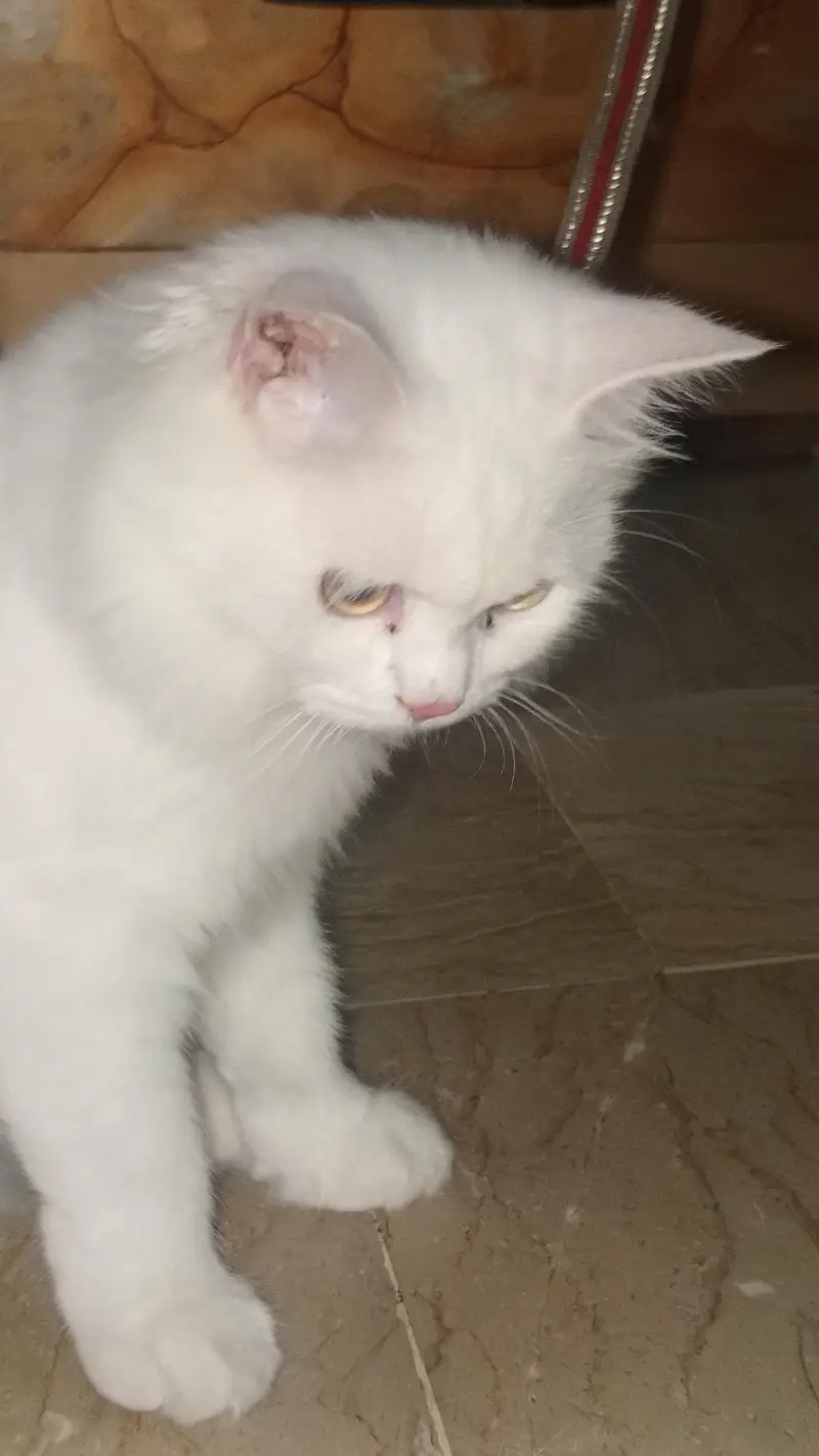 Persian doll face cat — photo 2