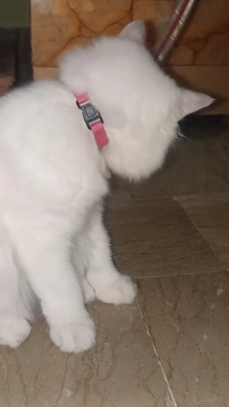 Persian doll face cat — photo 3