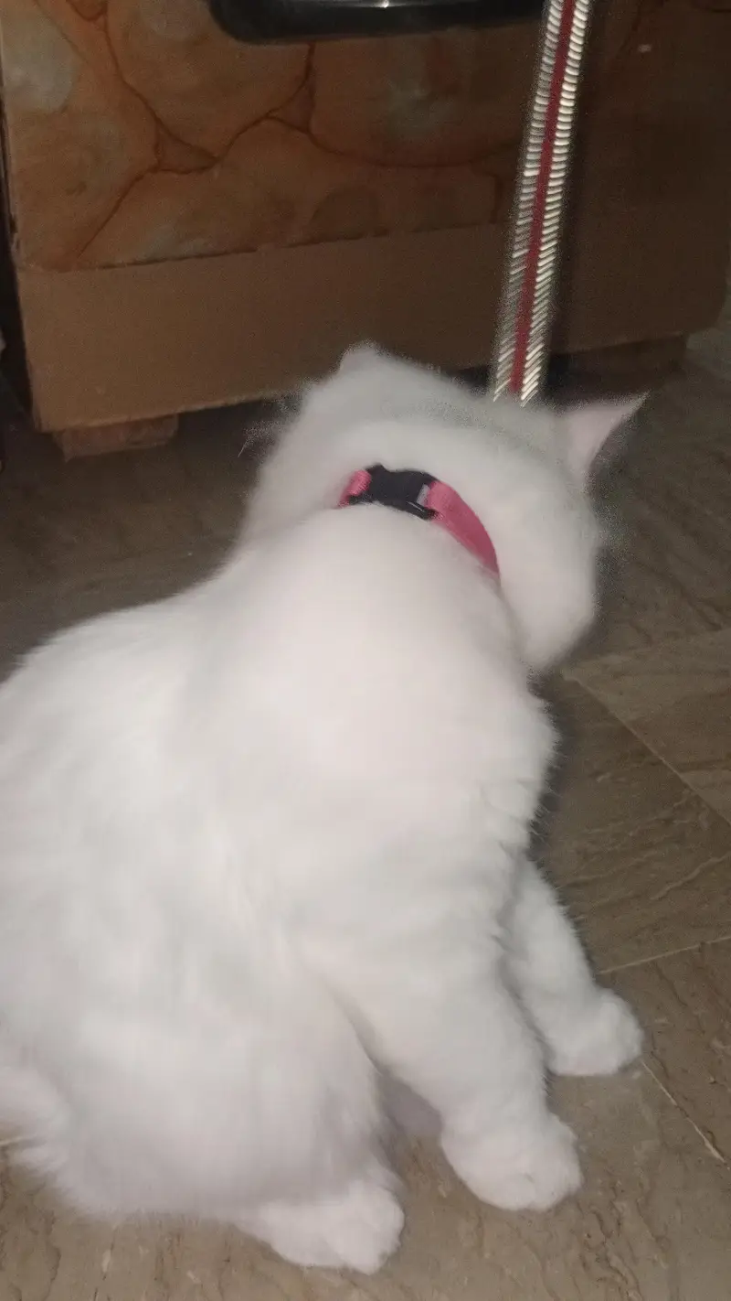 Persian doll face cat — photo 4