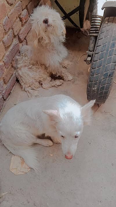 dong fansi jora h do bar bachy bi kiye h