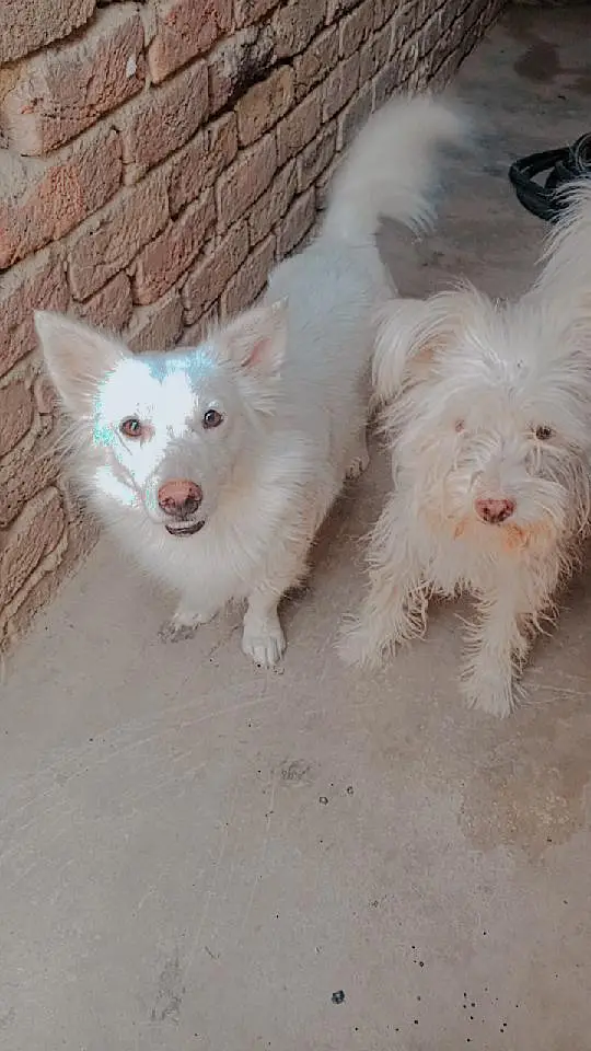dong fansi jora h do bar bachy bi kiye h — photo 7