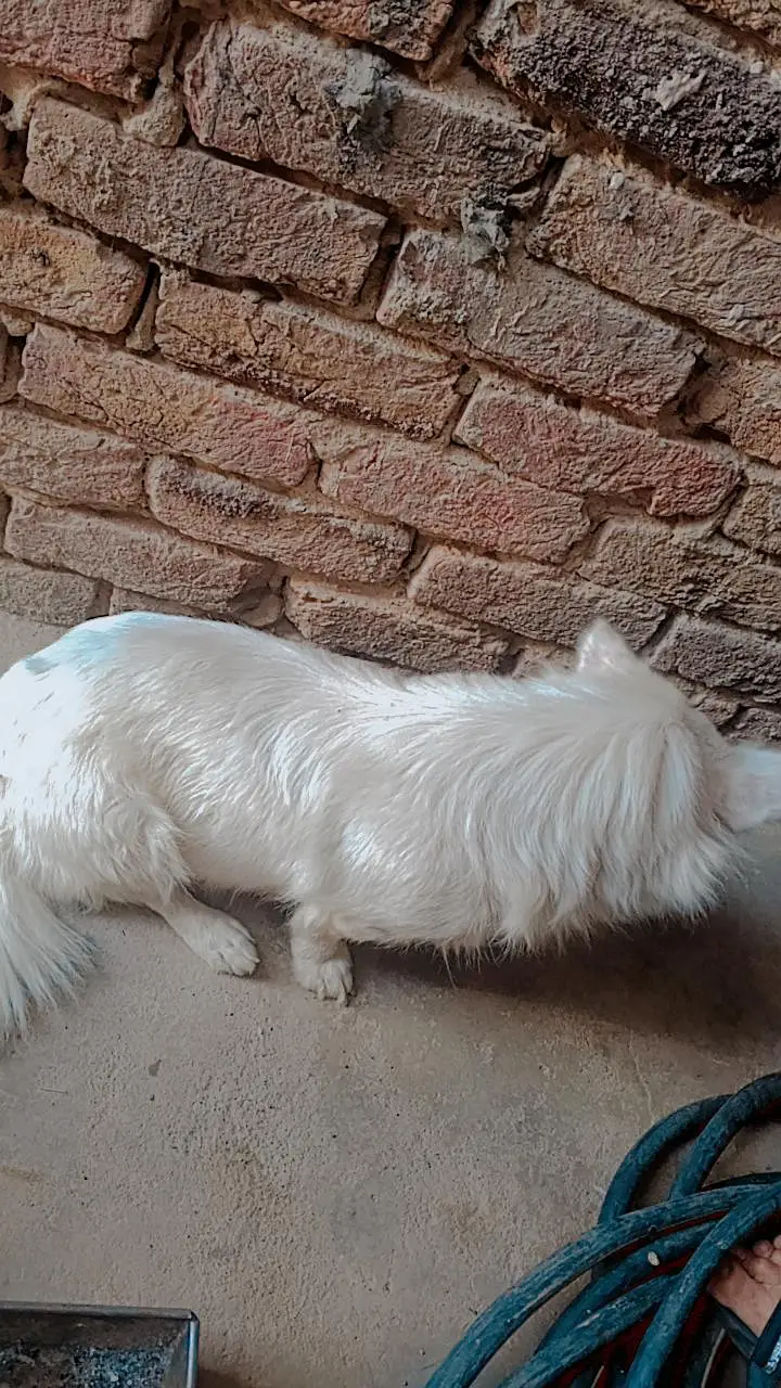dong fansi jora h do bar bachy bi kiye h — photo 10