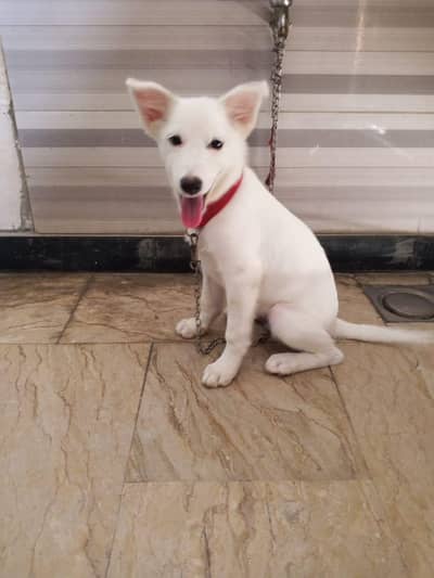 Russian puppy