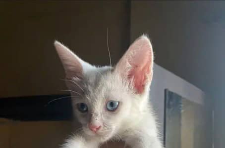 perisan female kitten