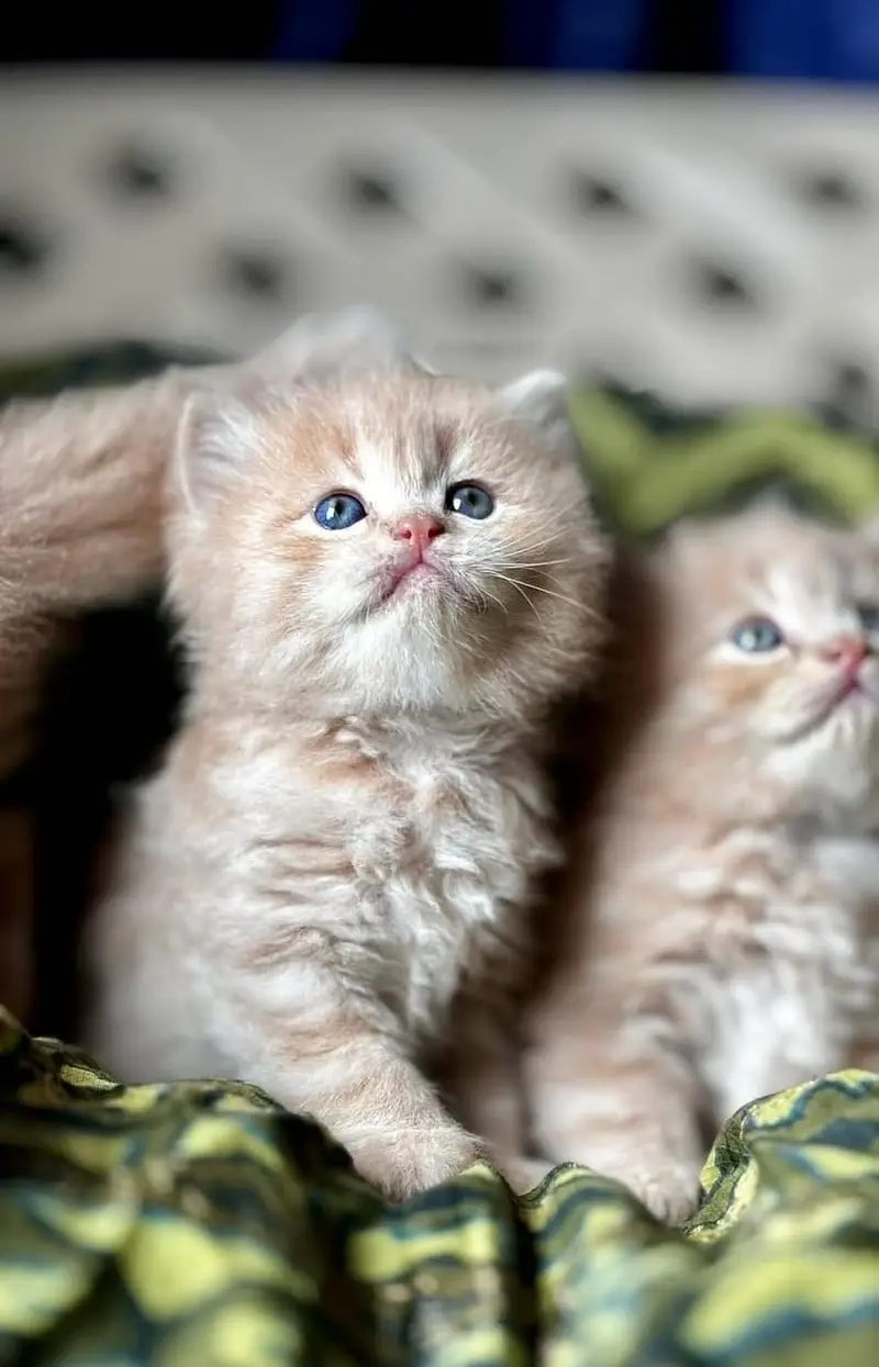 Quality Persian Punchface cat & kitten. moreWhatsApp 03704601257 — photo 2