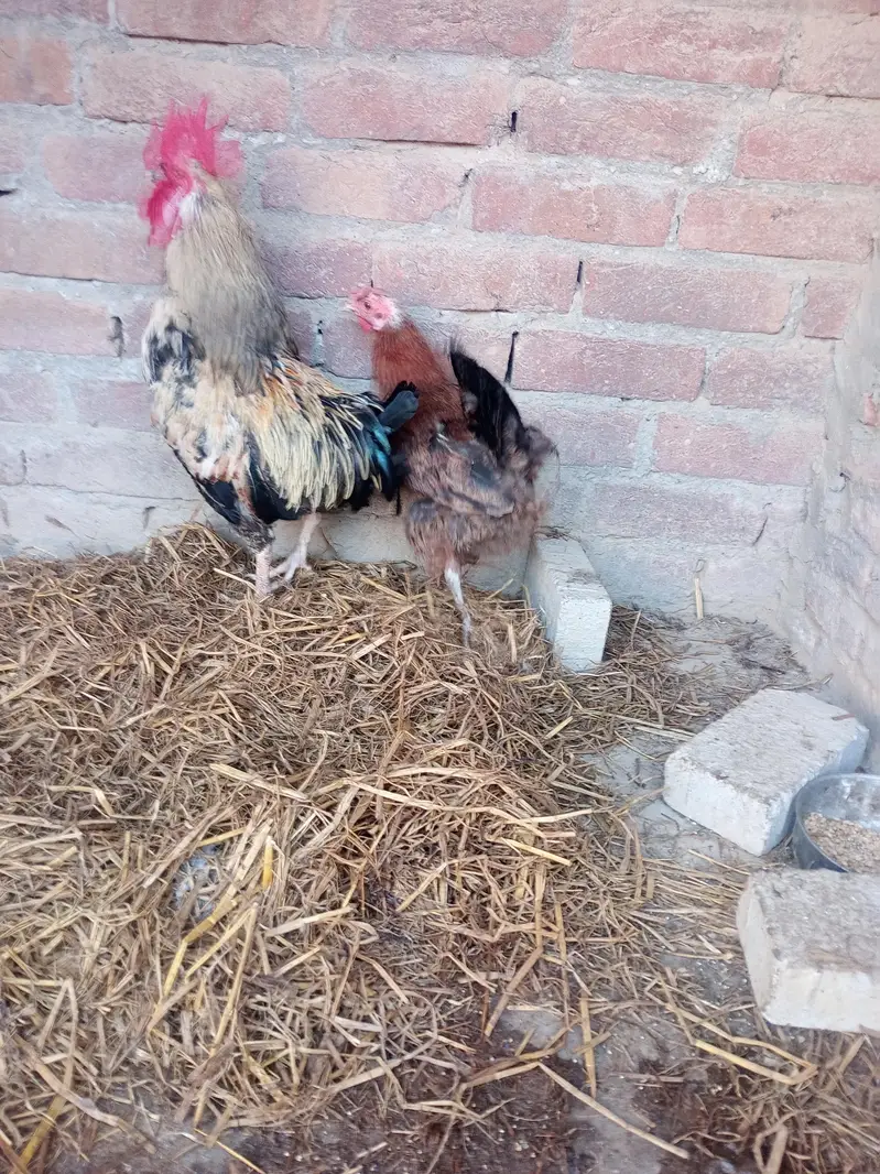 desi murga and murgi — photo 7