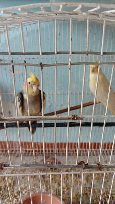 parrot