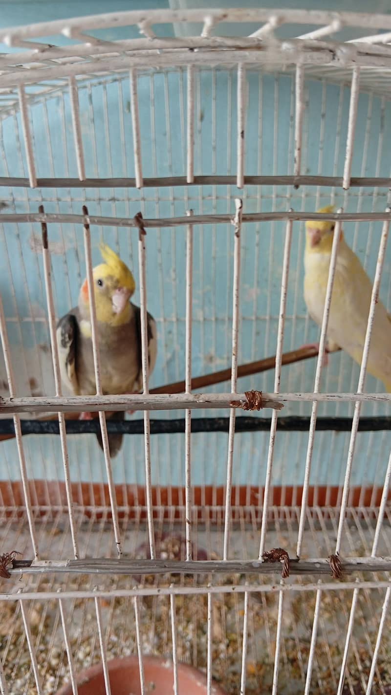 parrot 0