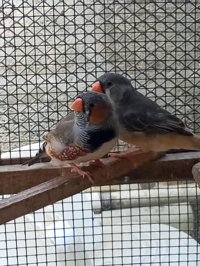 Finches