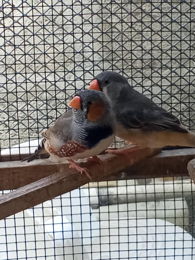 Finches 0
