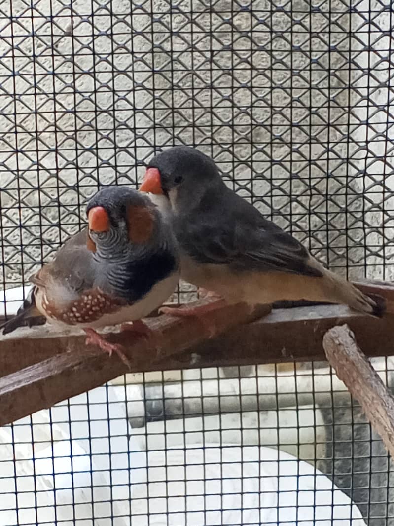 Finches 1