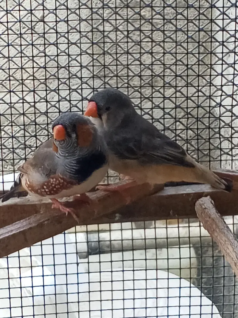 Finches — photo 2