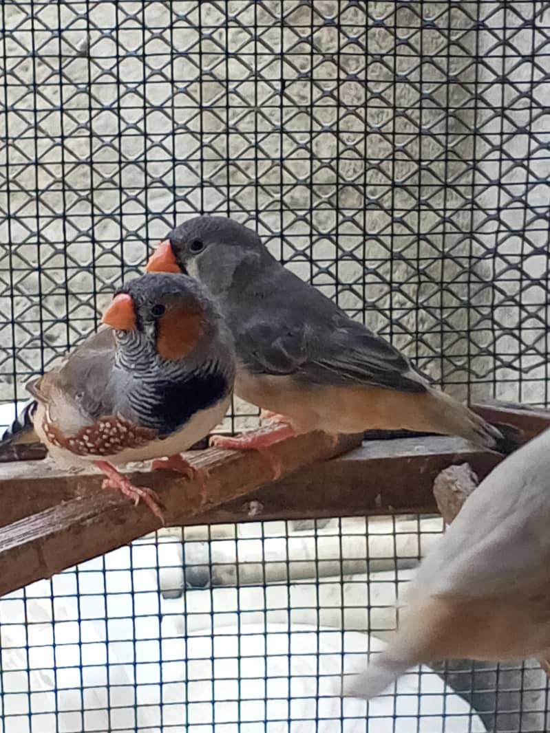 Finches 2