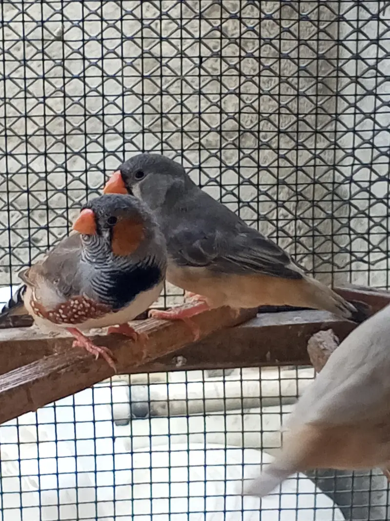 Finches — photo 3