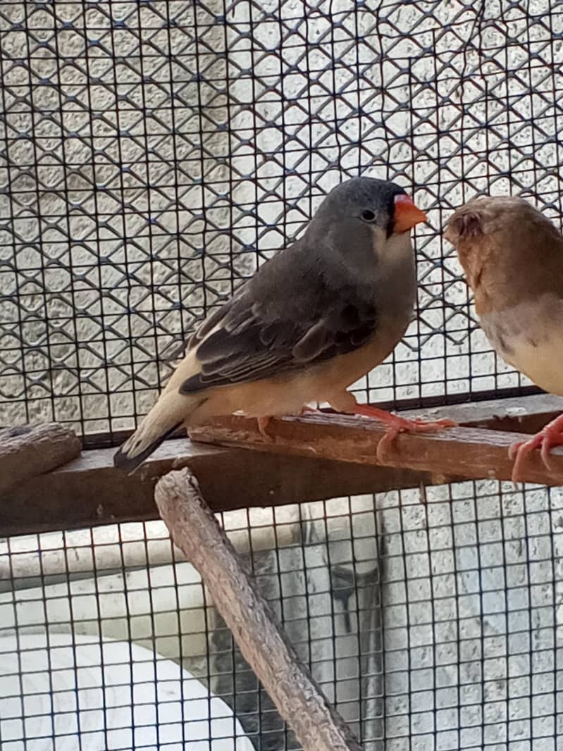 Finches 3
