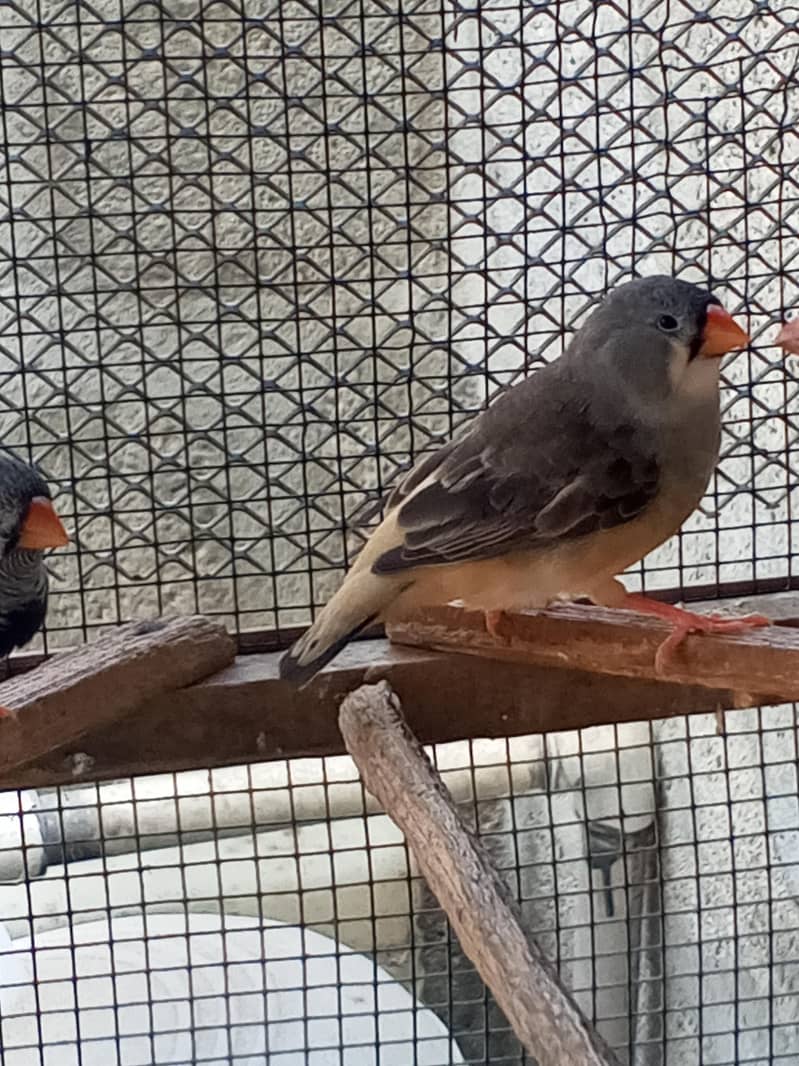 Finches 4