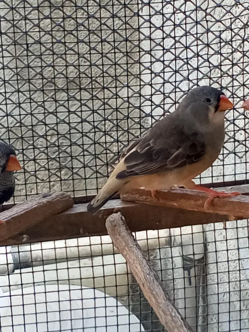 Finches — photo 5