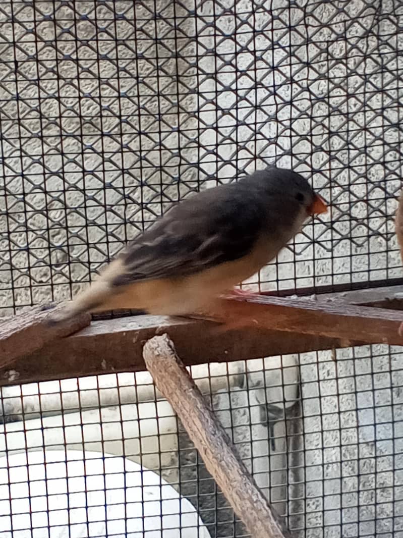 Finches 5