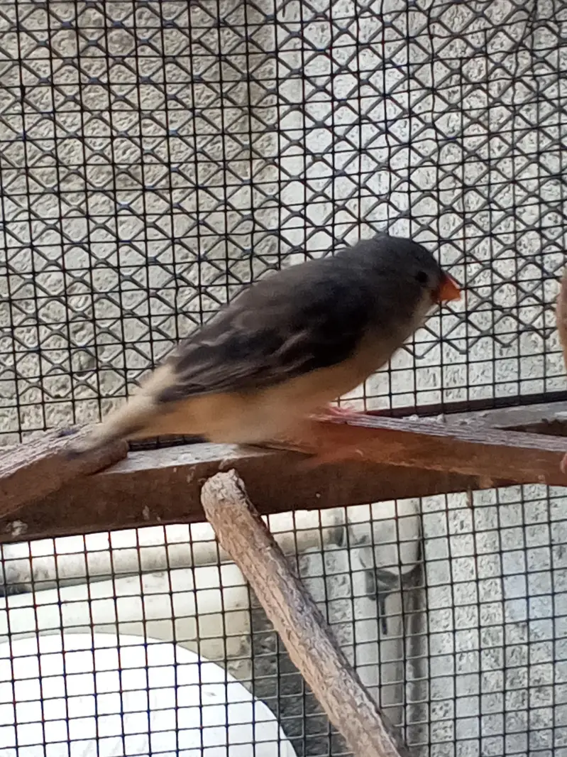 Finches — photo 6