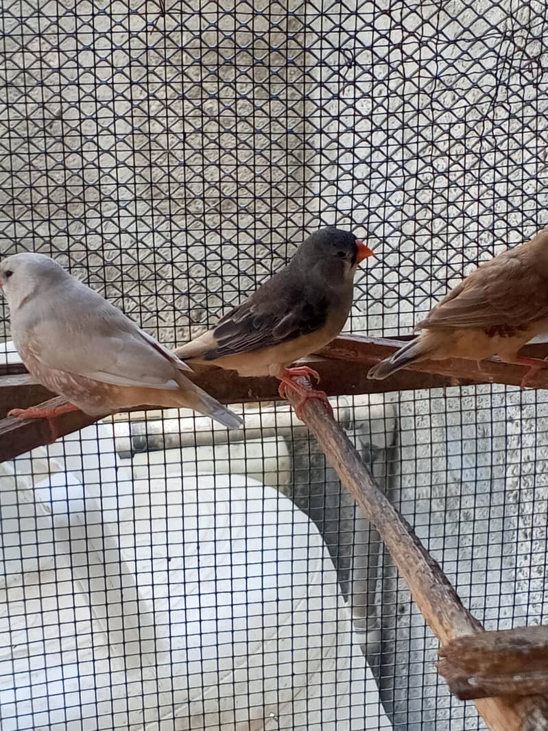Finches 6