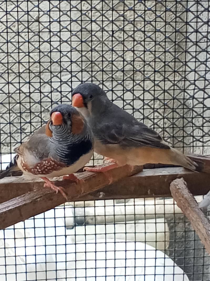 Finches 7