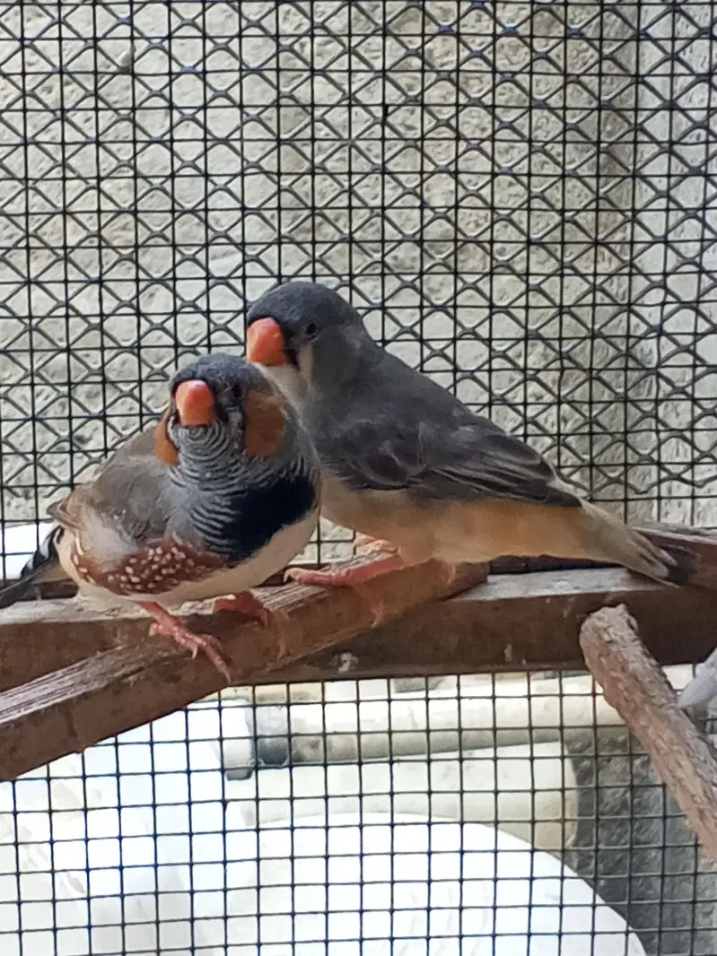 Finches — photo 8
