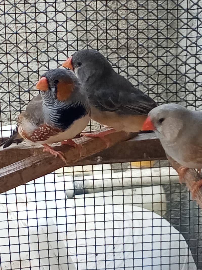 Finches 8