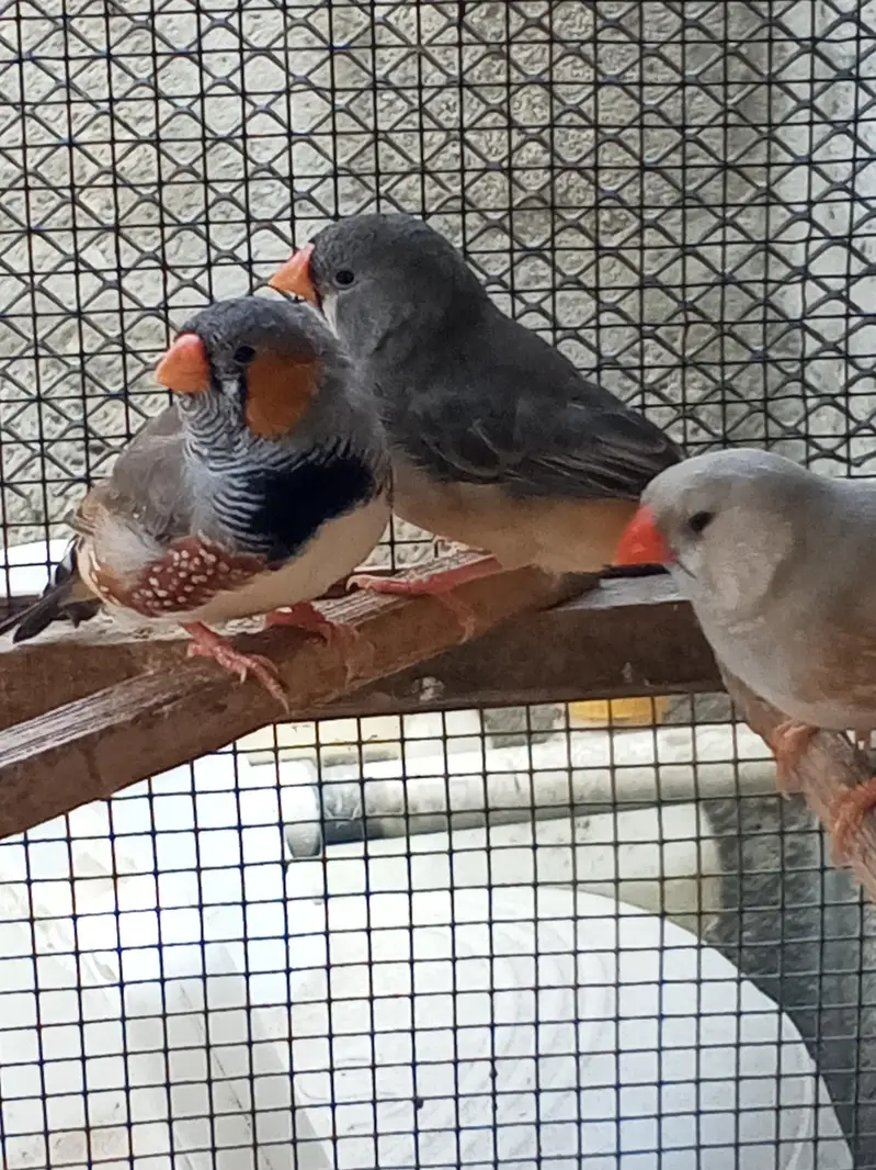 Finches — photo 9