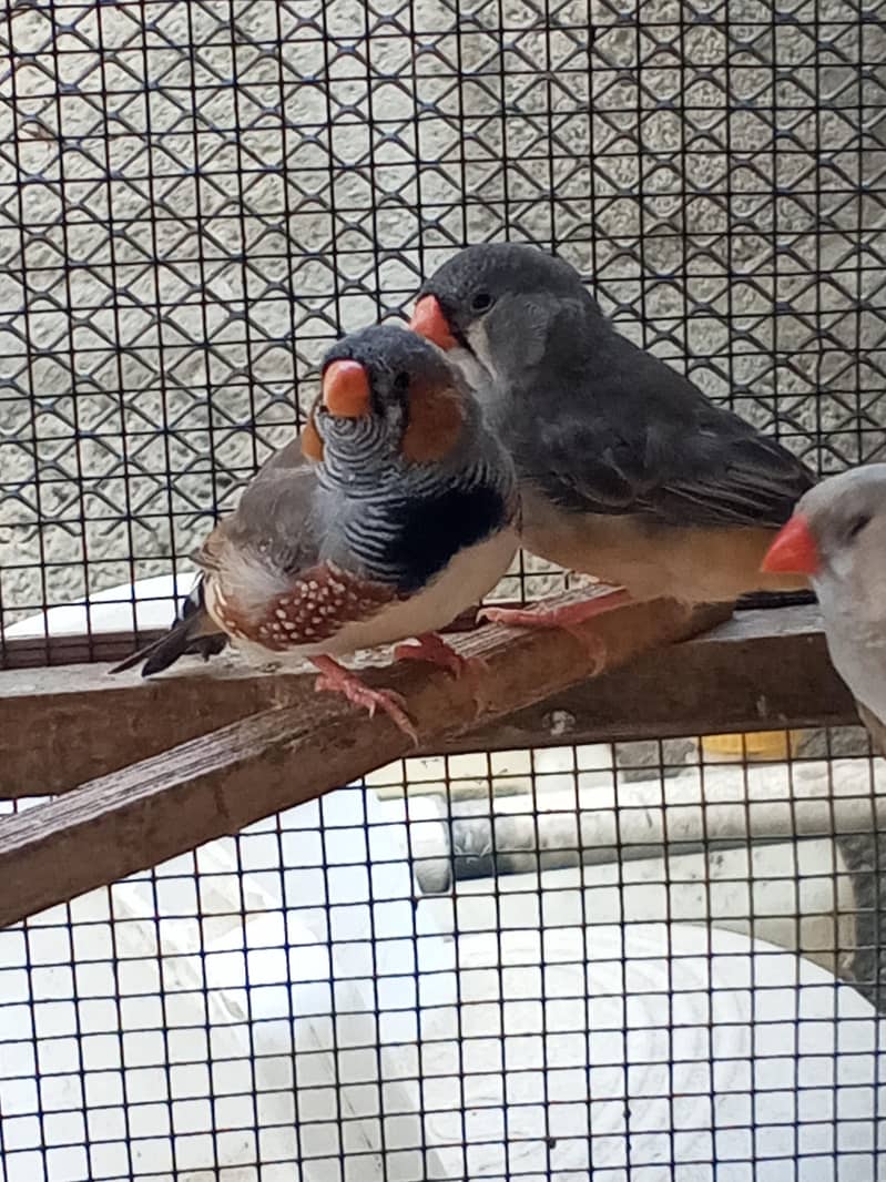Finches 9