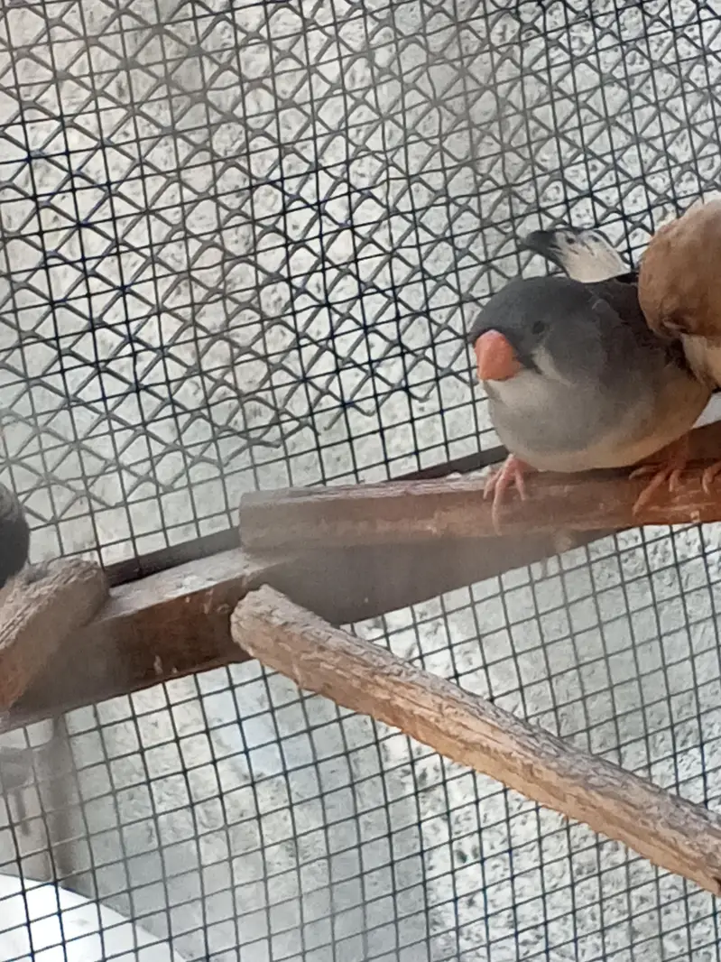 Finches — photo 11