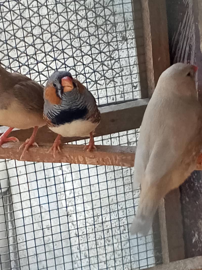 Finches 11