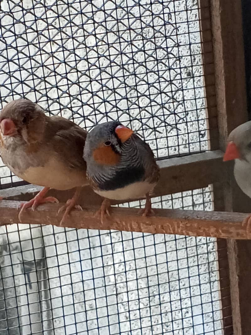 Finches 12