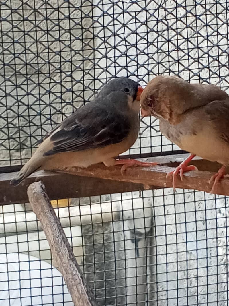 Finches 13