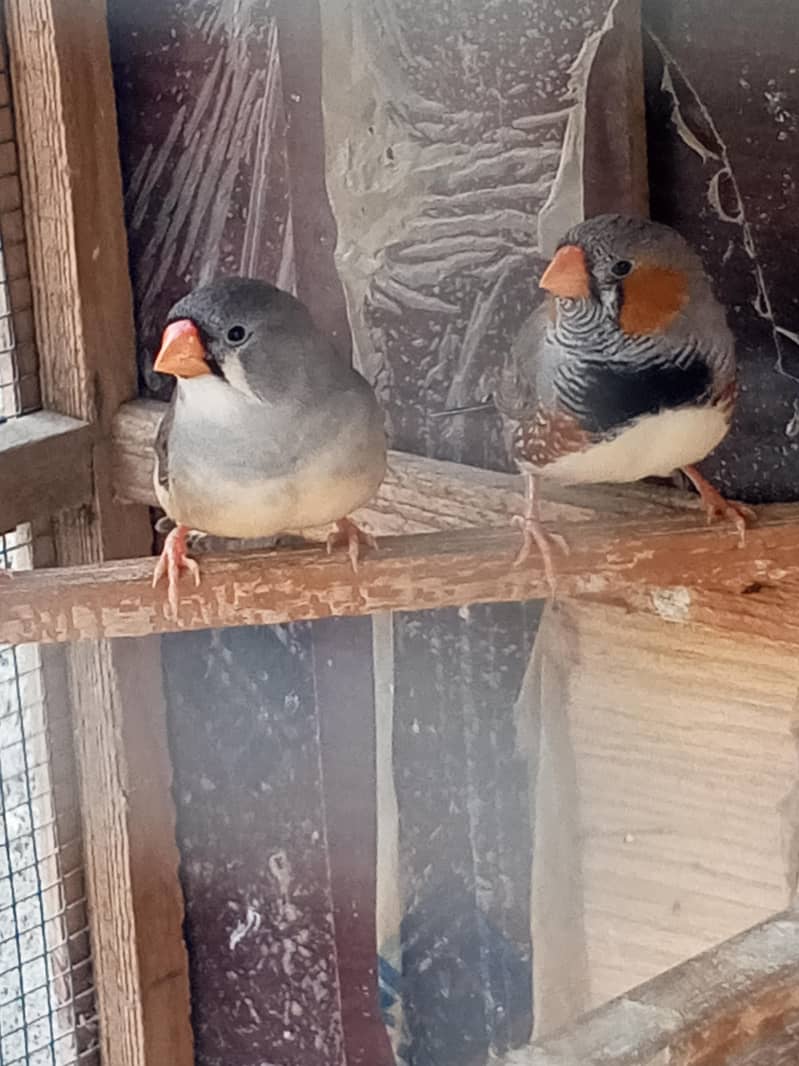 Finches 14