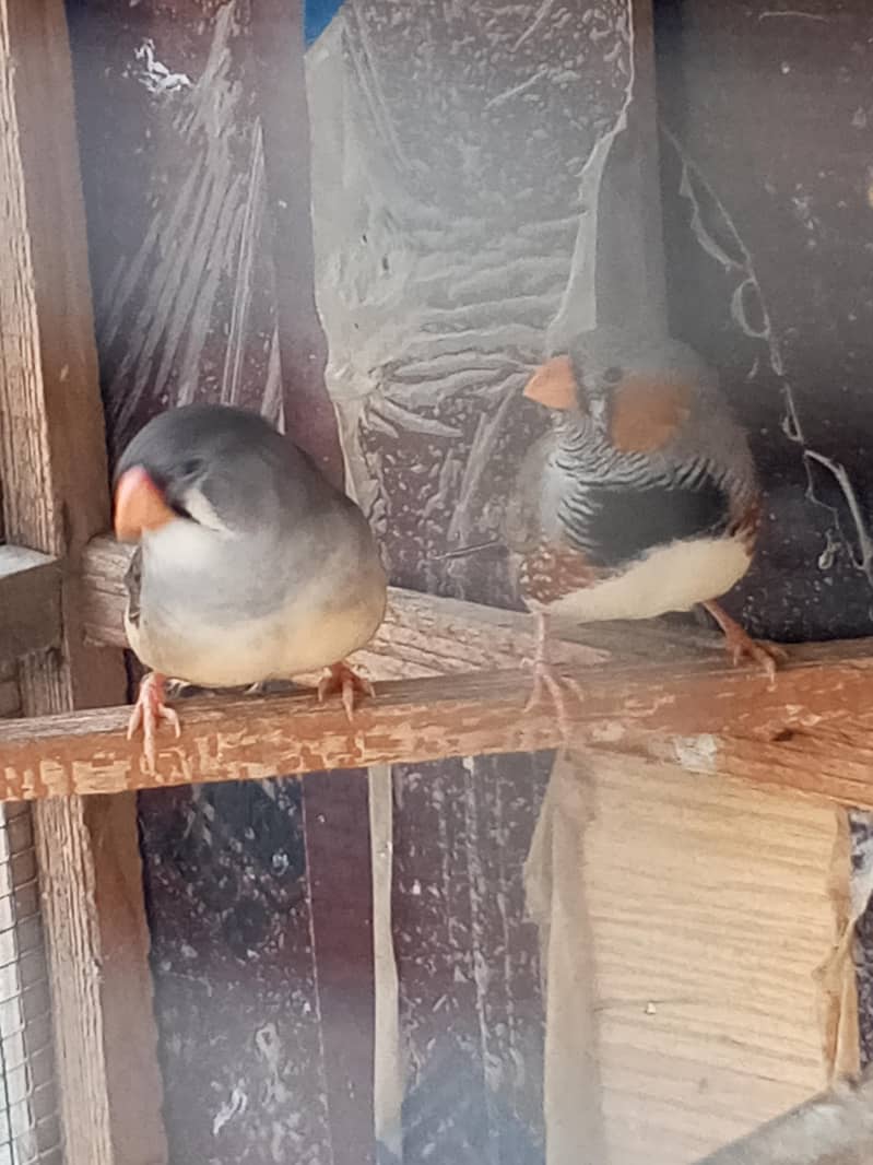 Finches 15