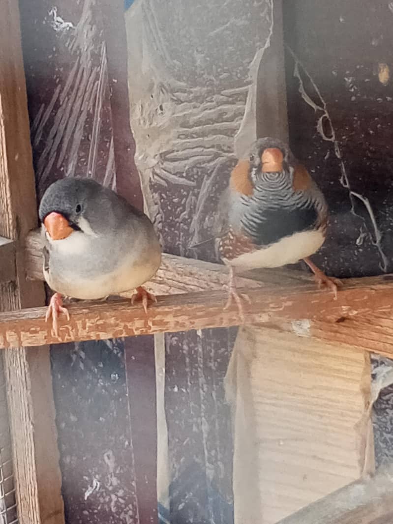 Finches 16