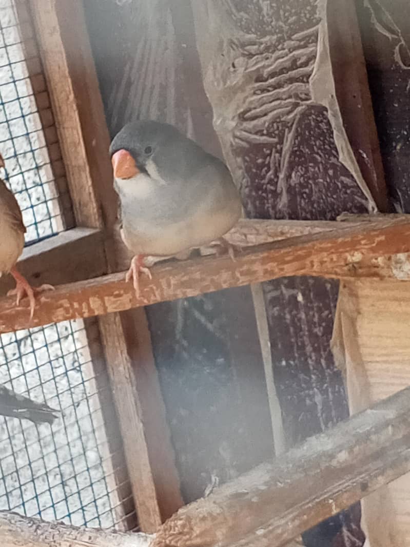 Finches 17