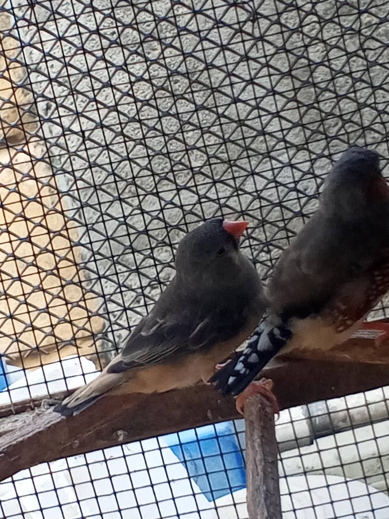 Finches 18