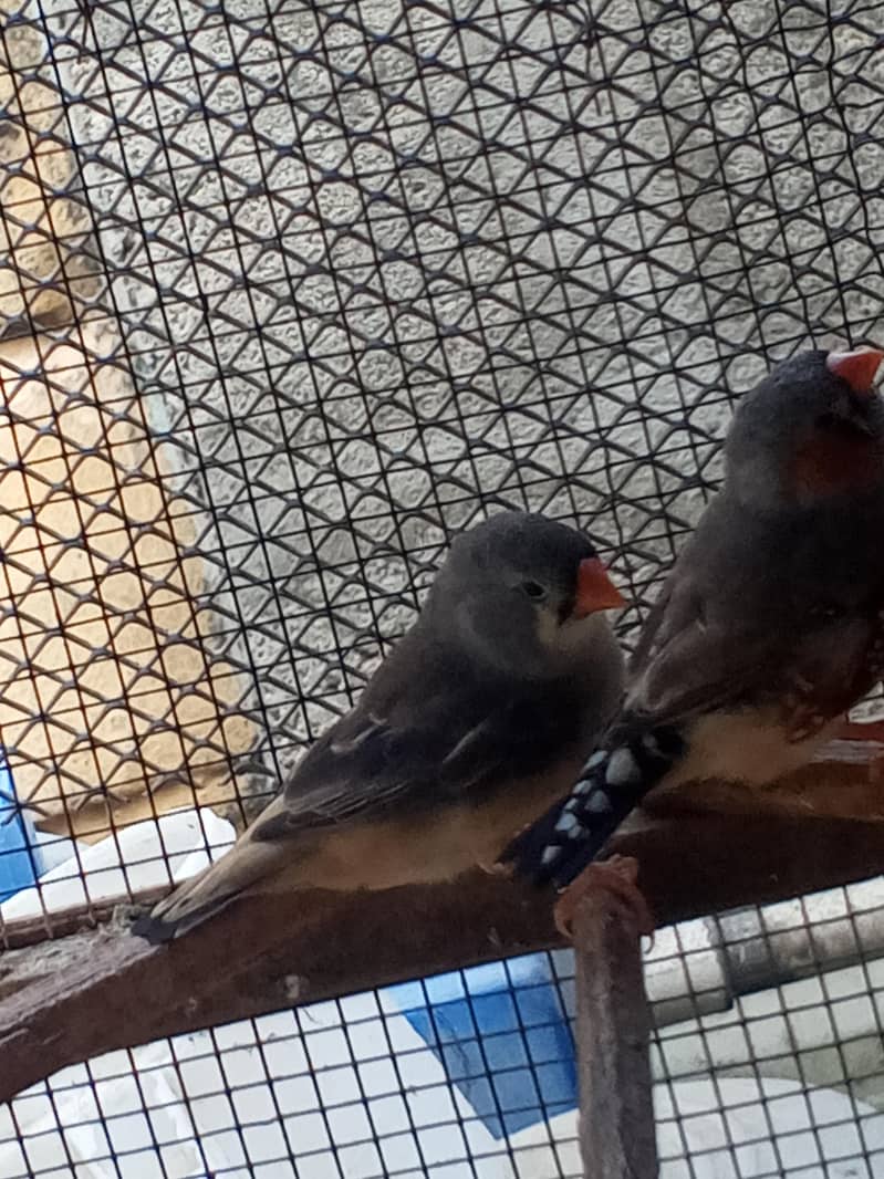 Finches 19