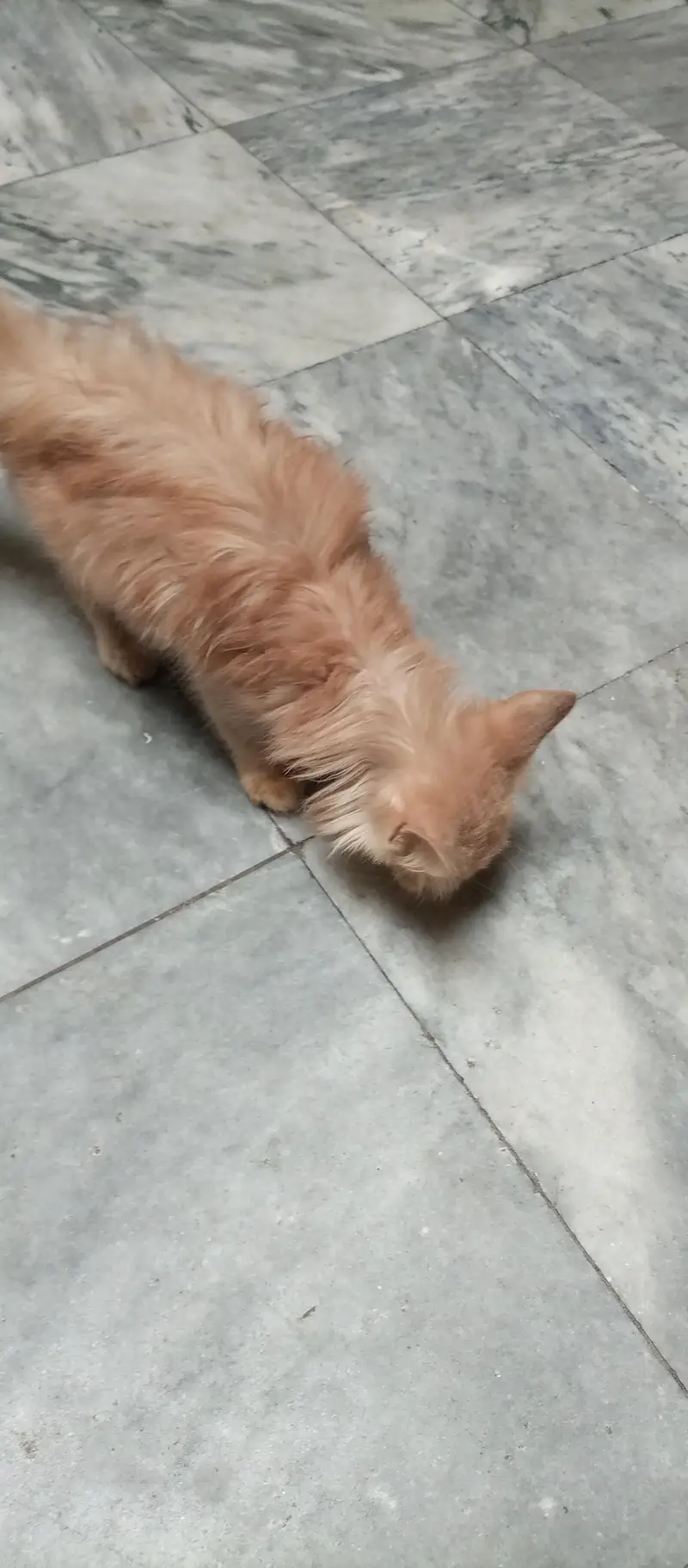 double coated kitten — photo 2