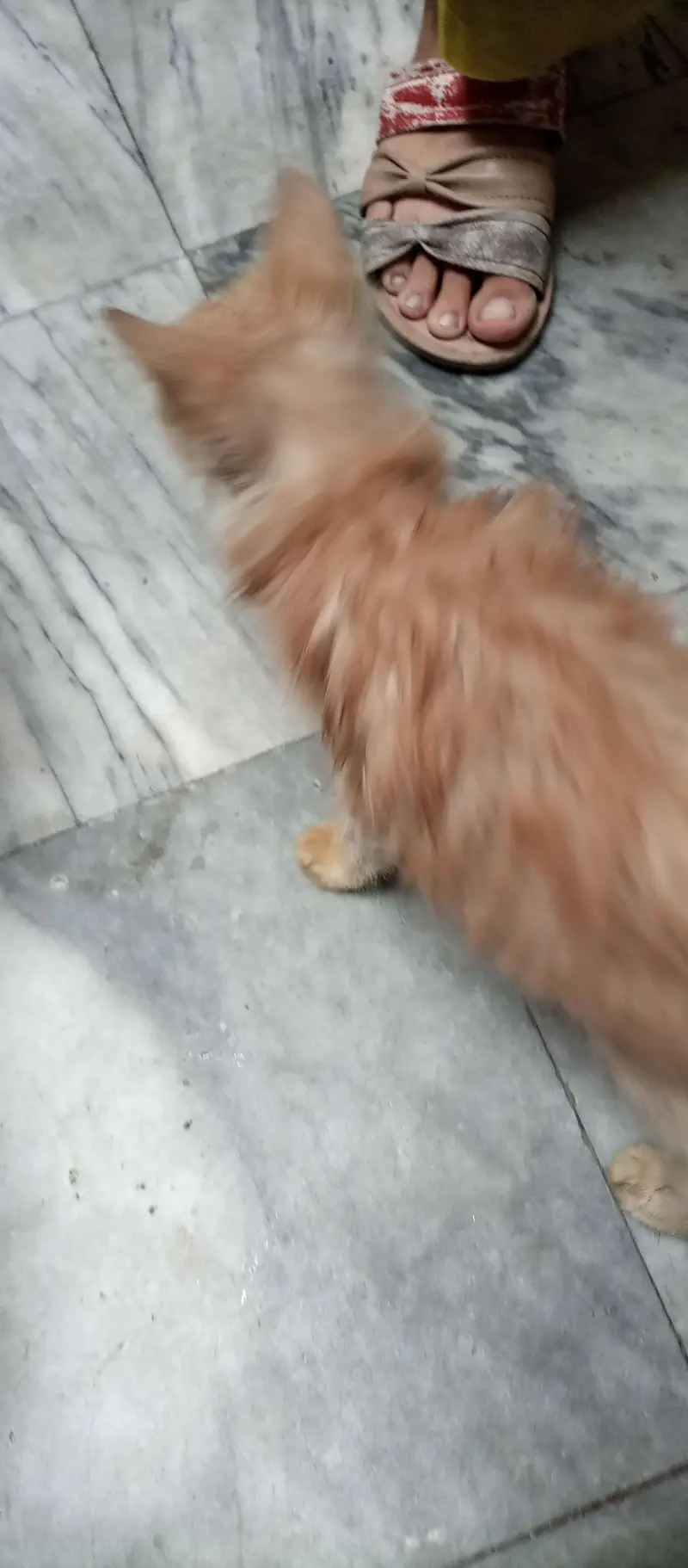 double coated kitten — photo 8
