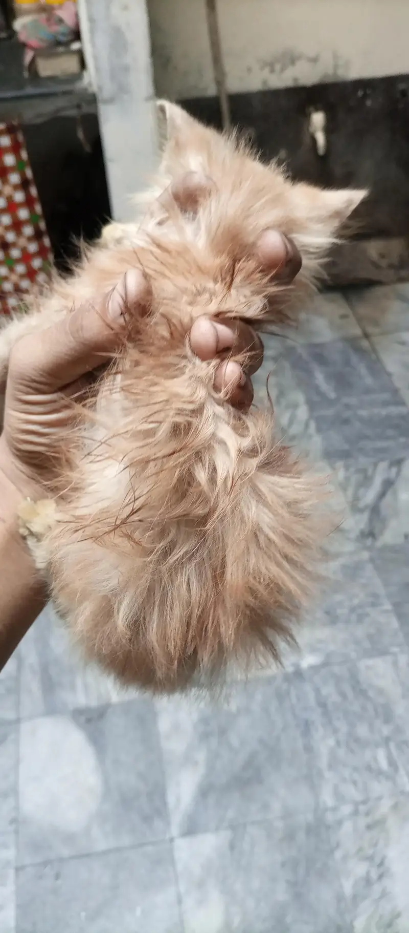 double coated kitten — photo 9