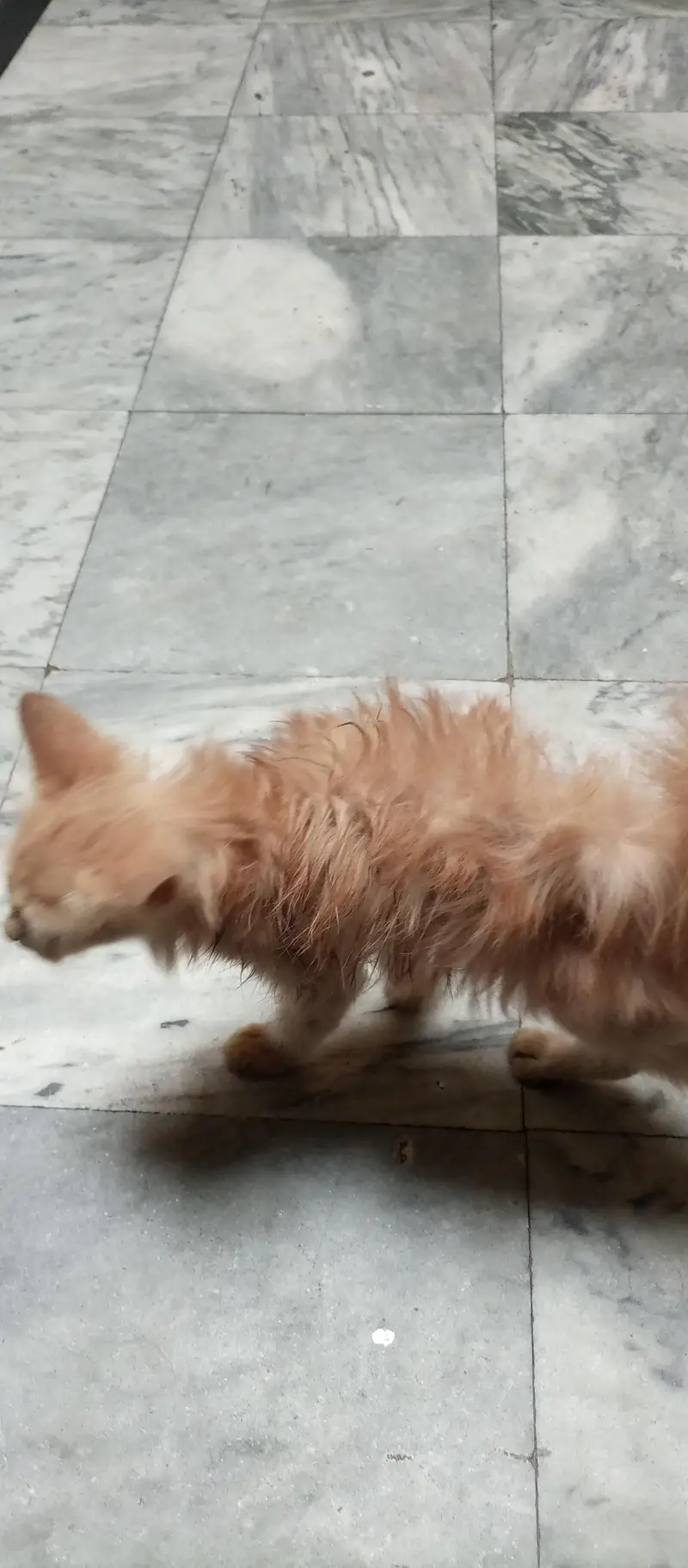 double coated kitten — photo 10