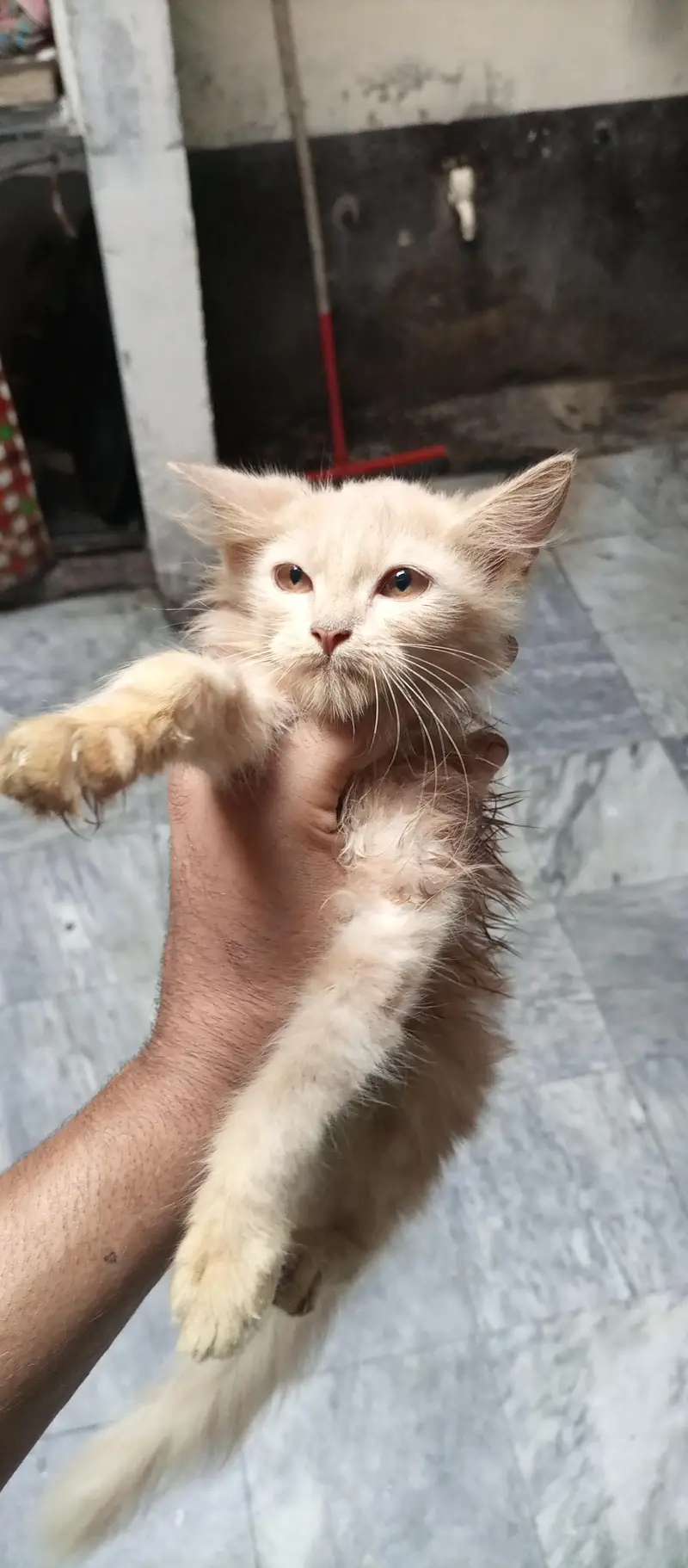 double coated kitten — photo 11