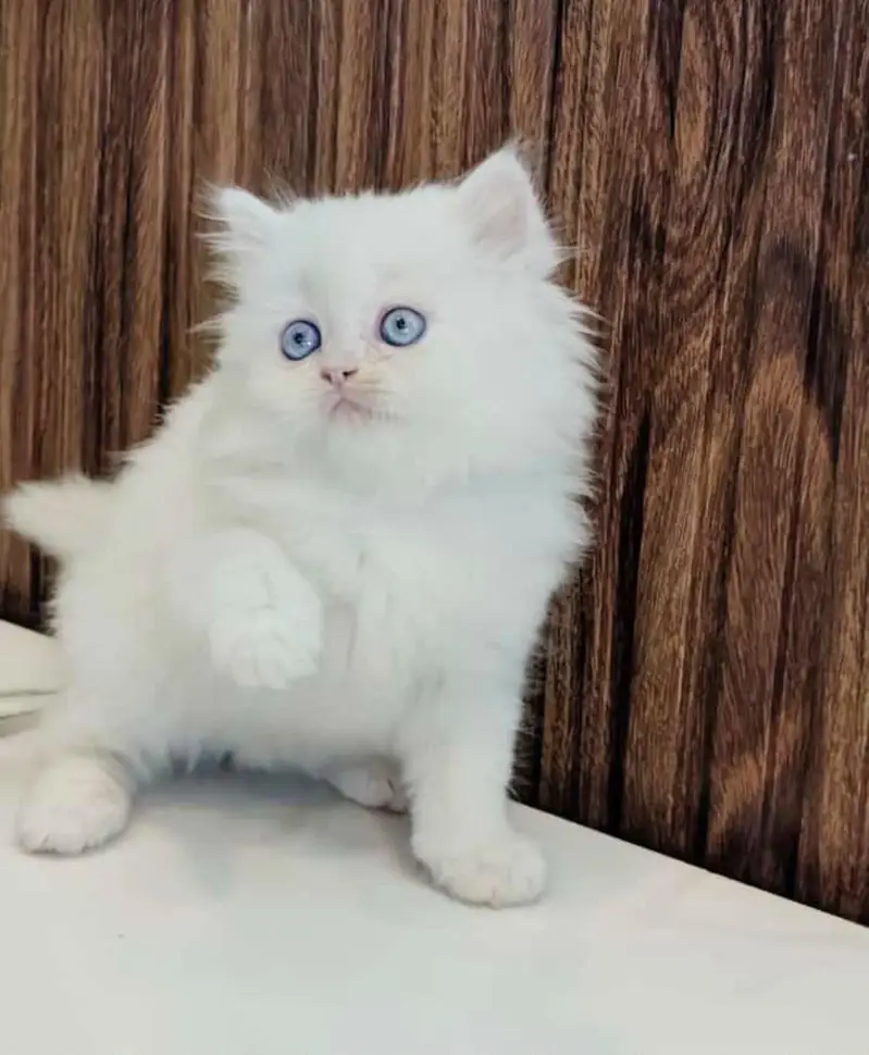 Low Price Kittens/White Persian Kitten/Cats/Male/Female — photo 2