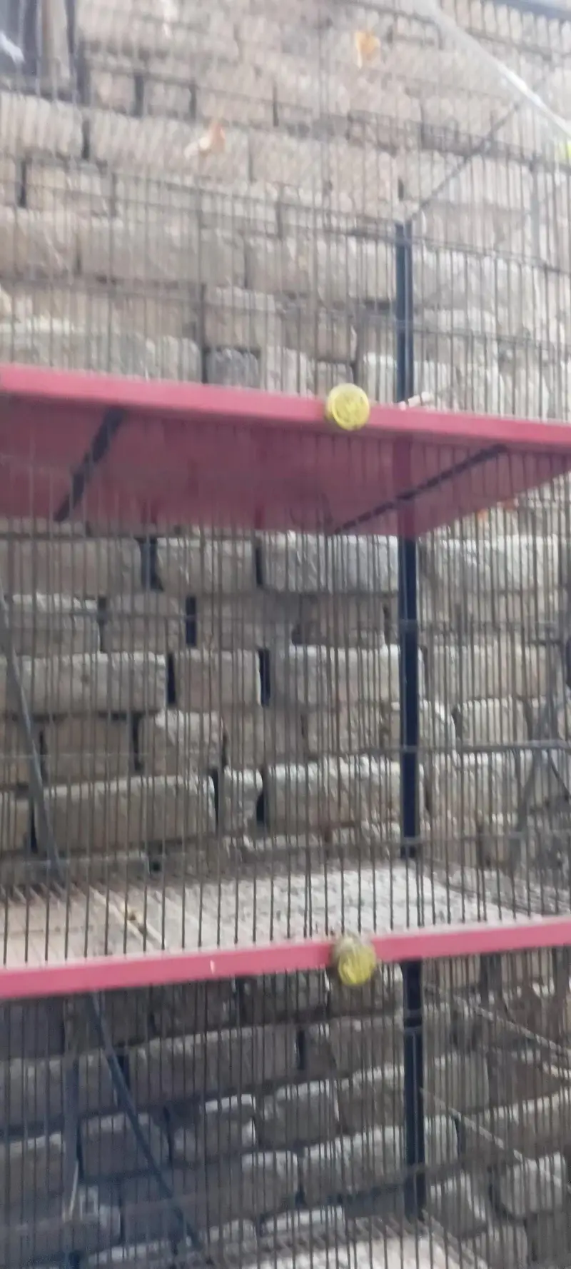 cage for birds