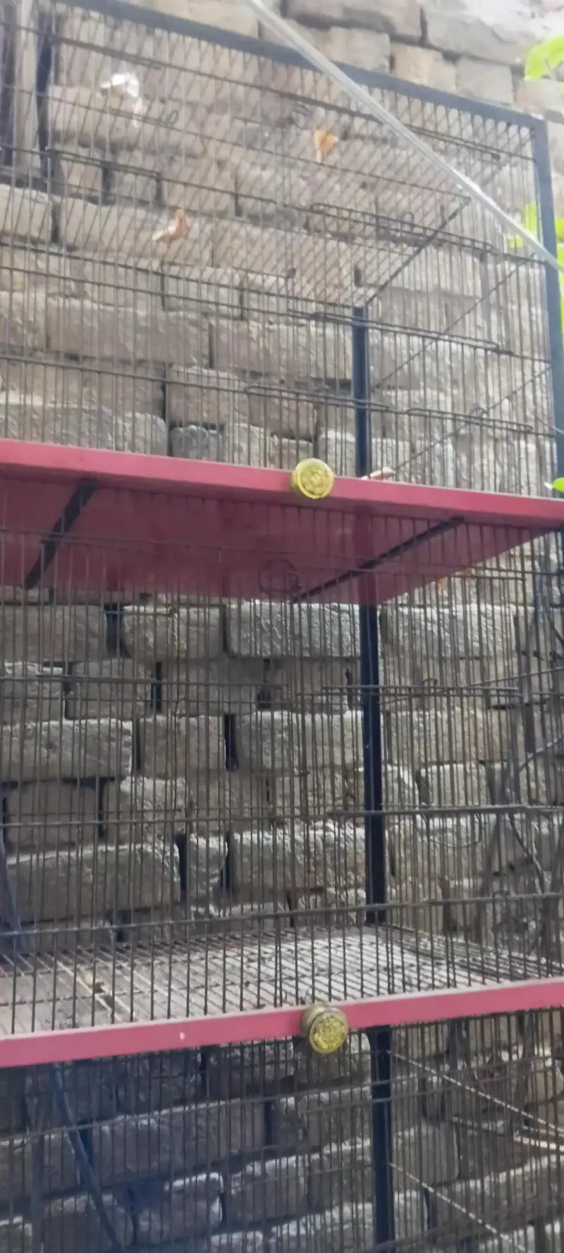cage for birds — photo 2