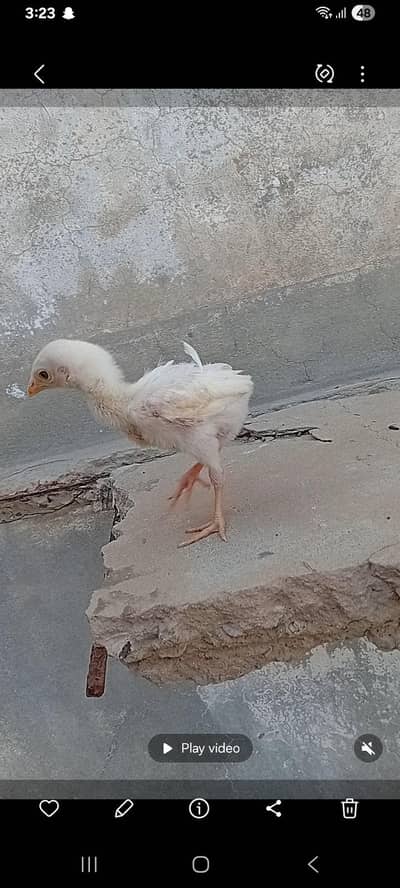 heera aseel & heavy buff chick available